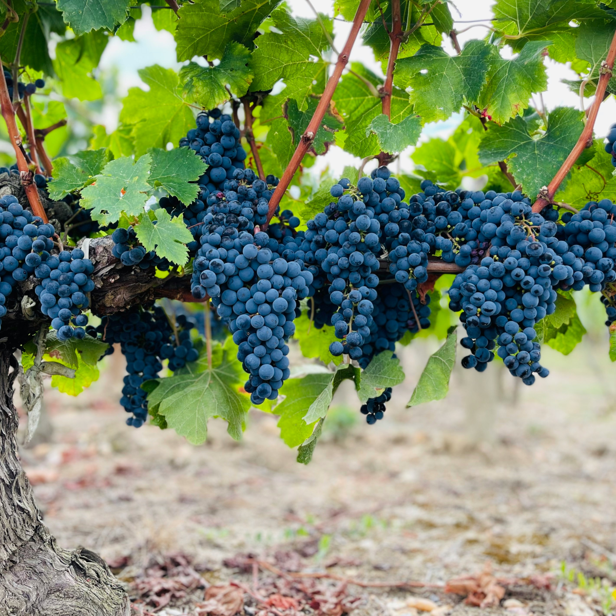 Product image for Serafini & Vidotto Phigaia - After The Red