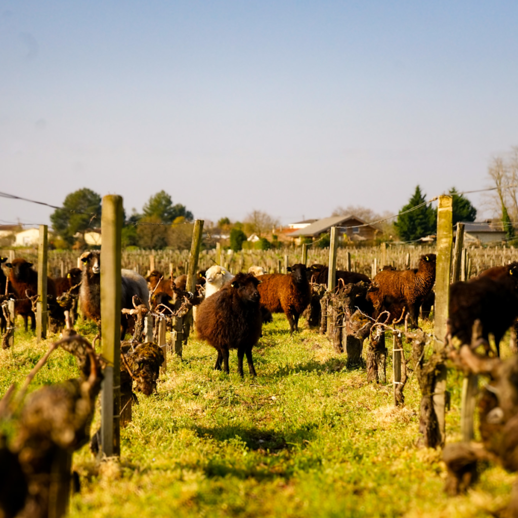 Product image for Chateau Cantenac Brown AOC Margaux