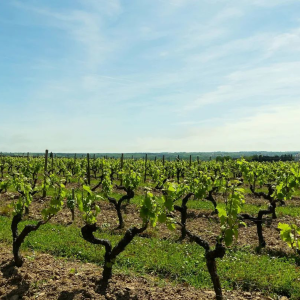 Product image for Chateau d'Epire Savennieres Le Parc