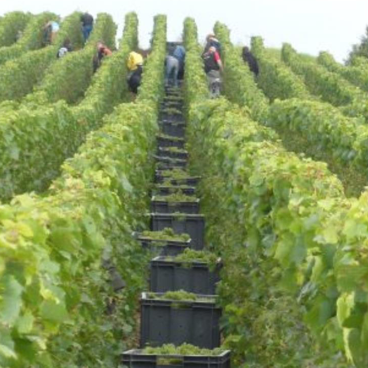 Product image for Domaine Lagille L’Inattendue Brut Champagne