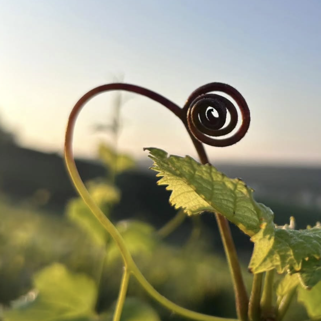 Product image for Domain Lagille Au Fils du Temps 2019