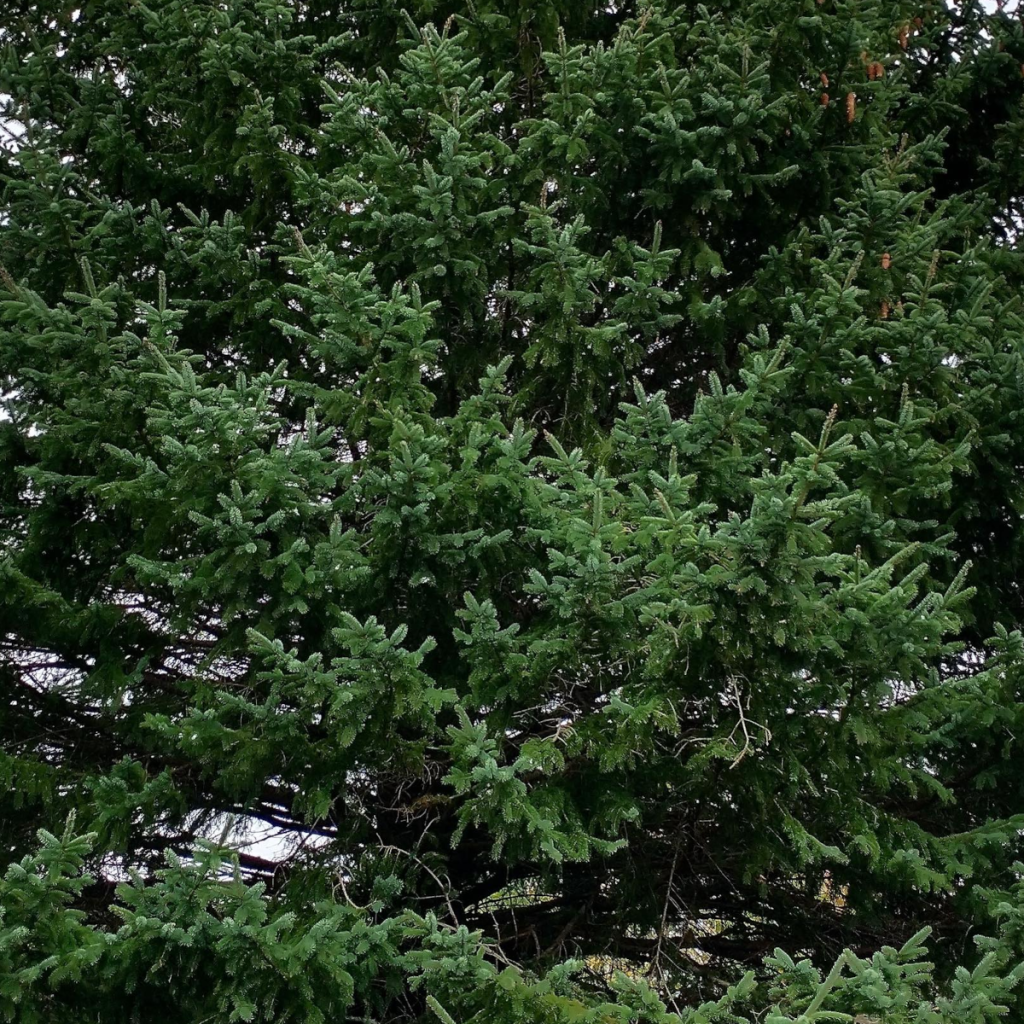 Product image for Compass Boston Tree Gin