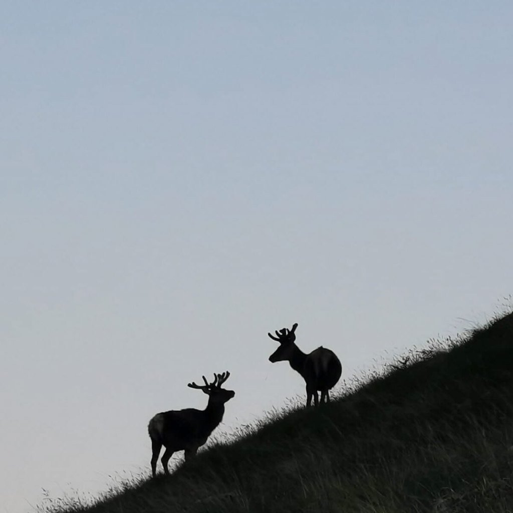 Product image for Ardnamurchan AD Madeira Cask Single Malt