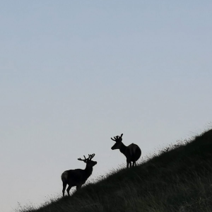 Product image for Ardnamurchan AD Madeira Cask Single Malt