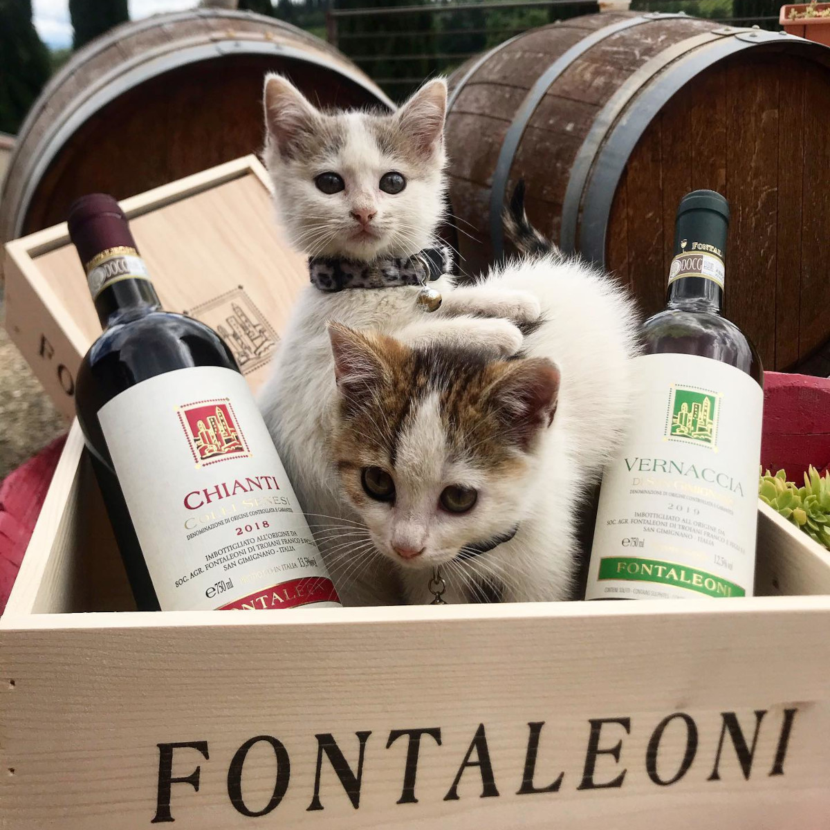 Product image for Fontaleoni Chianti Colli Senesi
