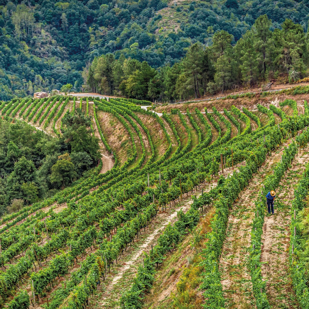 Product image for Bodegas Gallegas Gran Alanis