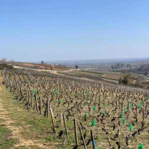 Product image for Cyrot-Buthiau Meursault