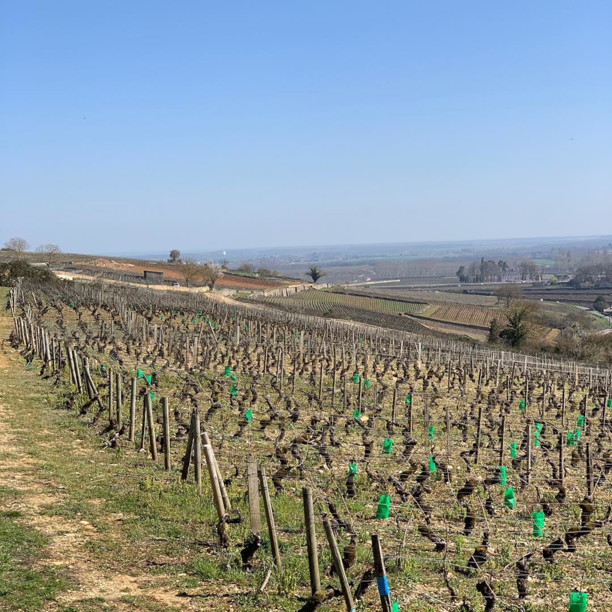 Product image for Cyrot-Buthiau Meursault