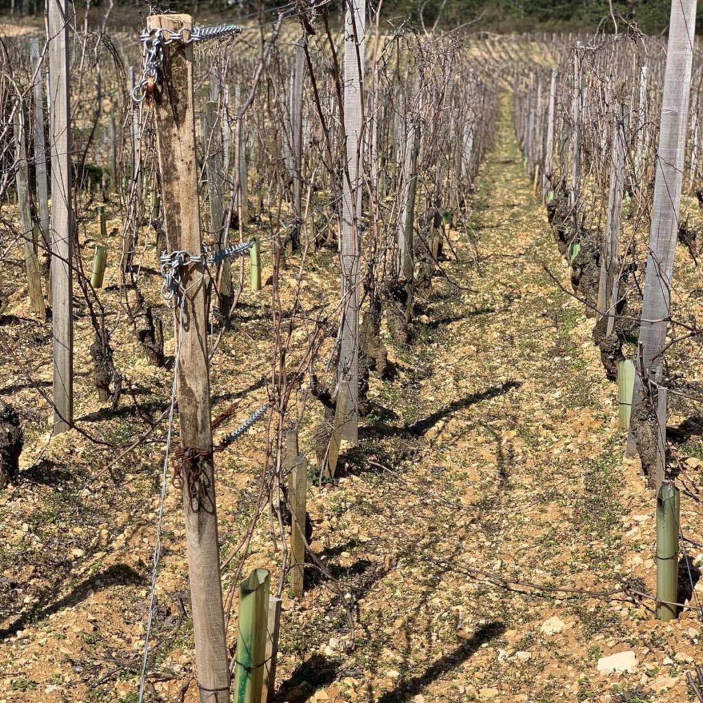 Product image for Cyrot-Buthiau Meursault