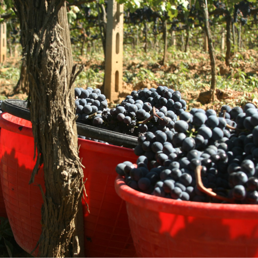 Product image for Uccelliera Brunello Di Montalcino 2020