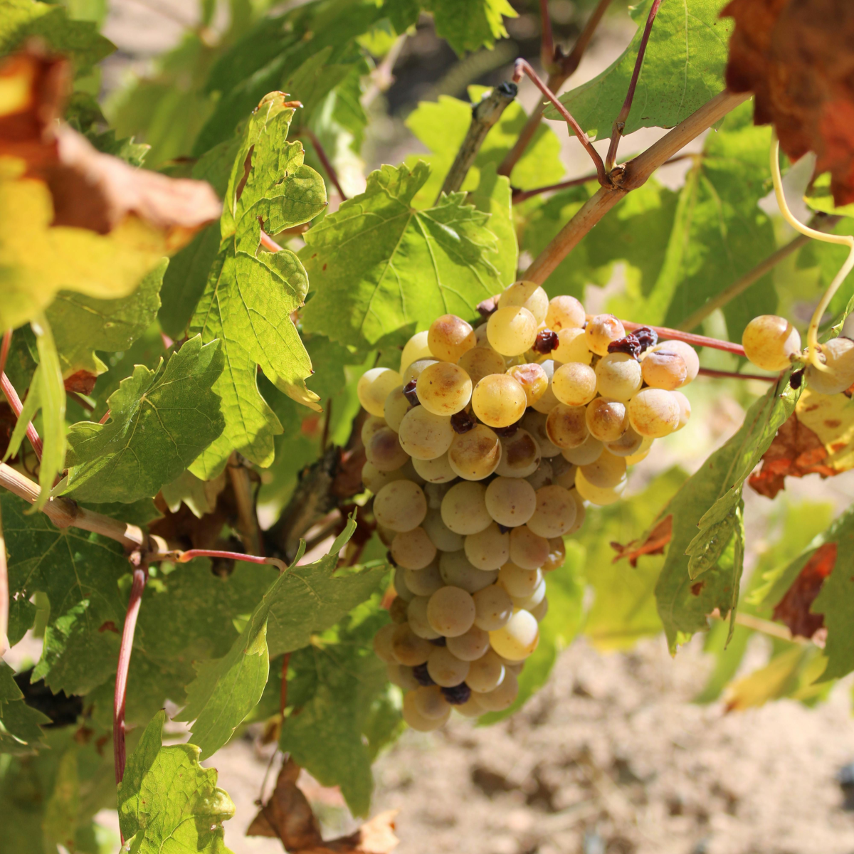 Product image for Chateau Doisy Vedrines Sauternes 2015