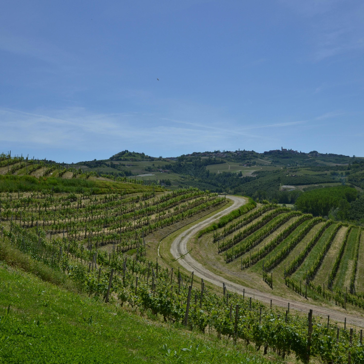 Product image for Monlia Timorasso Colli Tortonesi DOC - Oddero