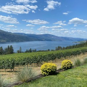 Product image for Clos du Soleil’s Celestiale