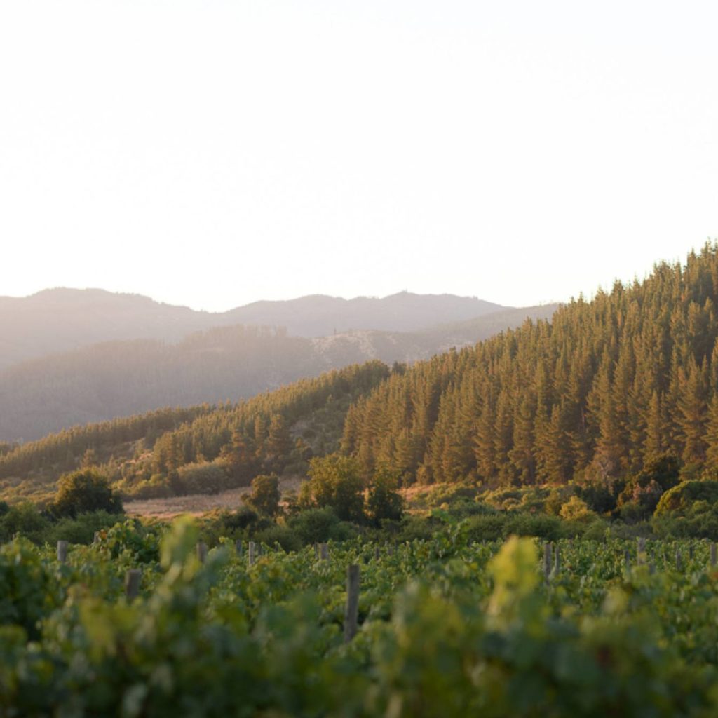 Product image for Bouchon Block Series Semillon