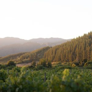 Product image for Bouchon Block Series Semillon