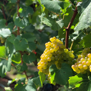 Product image for Kumeu Village Chardonnay