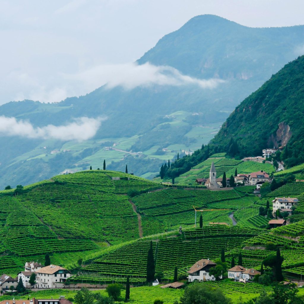 Product image for Forte Alto Pinot Grigio Delle Venezie DOC