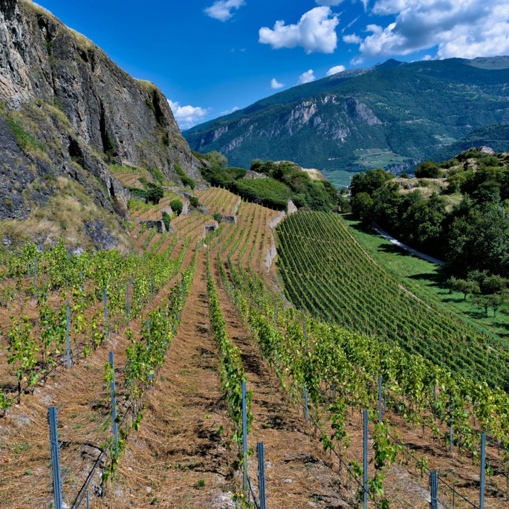 Product image for Forte Alto Pinot Grigio Delle Venezie DOC