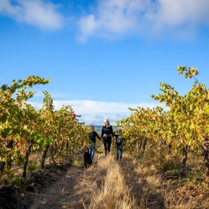 Product image for Hugh Hamilton The Black Sheep Shiraz
