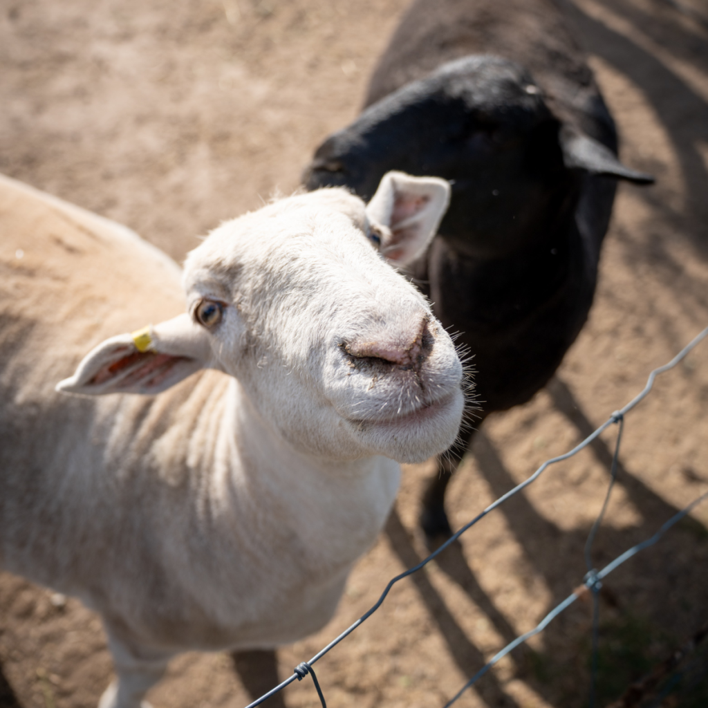 Product image for Hugh Hamilton The Black Sheep Shiraz
