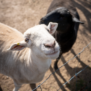 Product image for Hugh Hamilton The Black Sheep Shiraz
