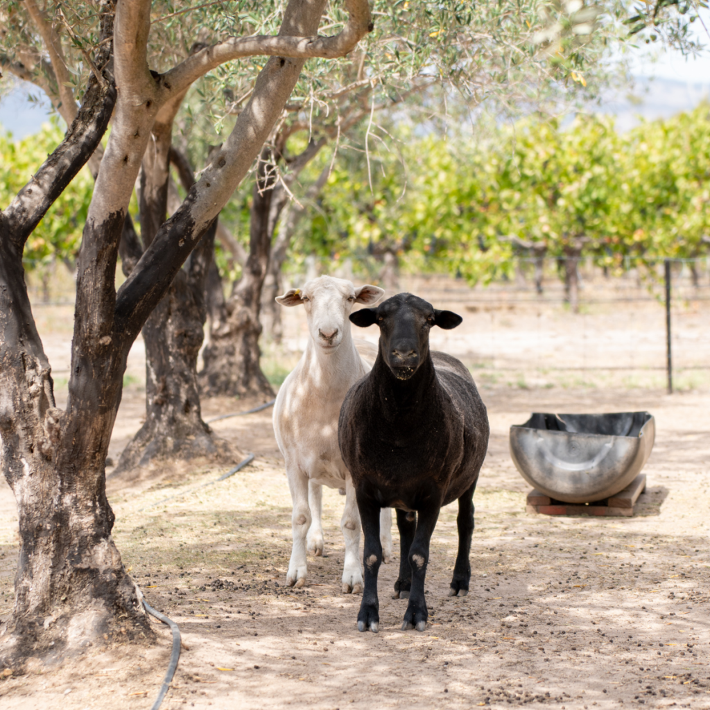 Product image for Hugh Hamilton The Black Sheep Shiraz
