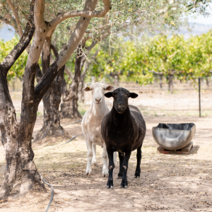 Product image for Hugh Hamilton The Black Sheep Shiraz
