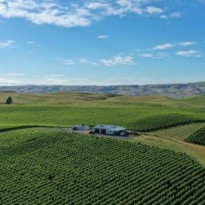 Product image for Kumeu Village Chardonnay
