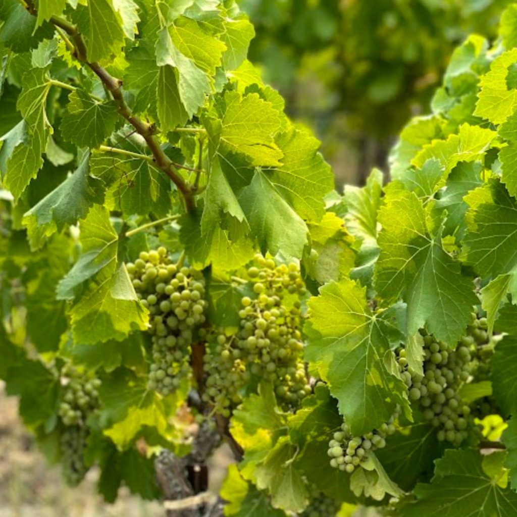 Product image for Bouchon Block Series Semillon