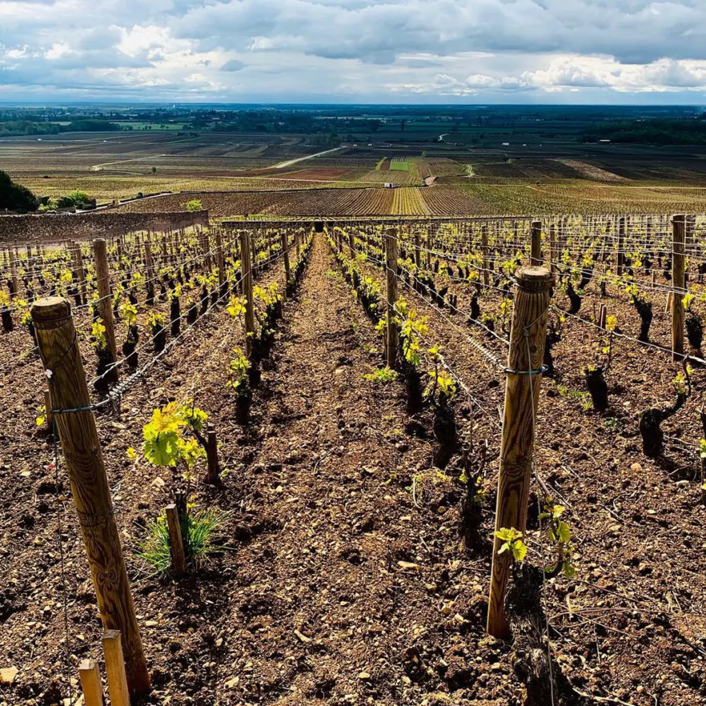 Product image for Domaine Bitouzet-Prieur Meursault 