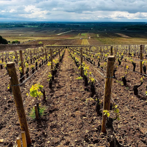 Product image for Domaine Bitouzet-Prieur Meursault 