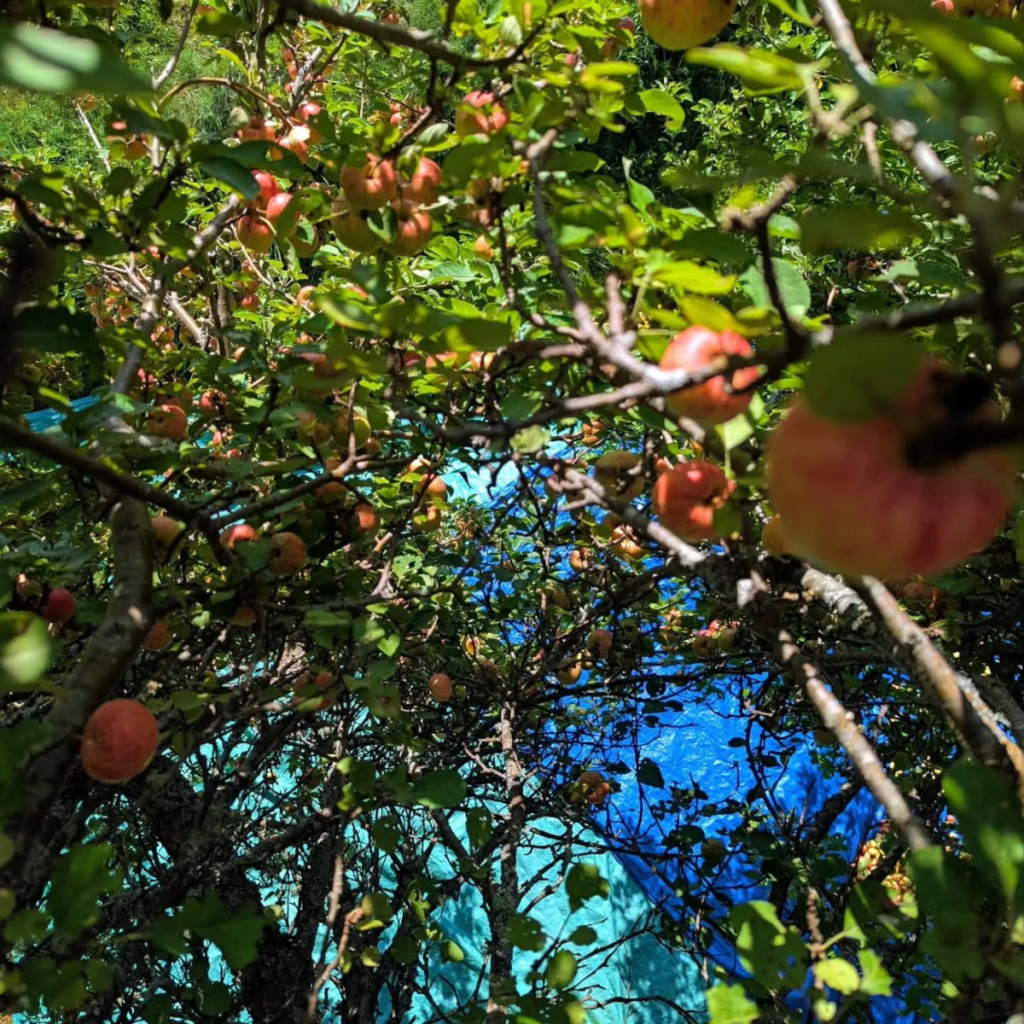 Product image for Margaree Cider - Ginger