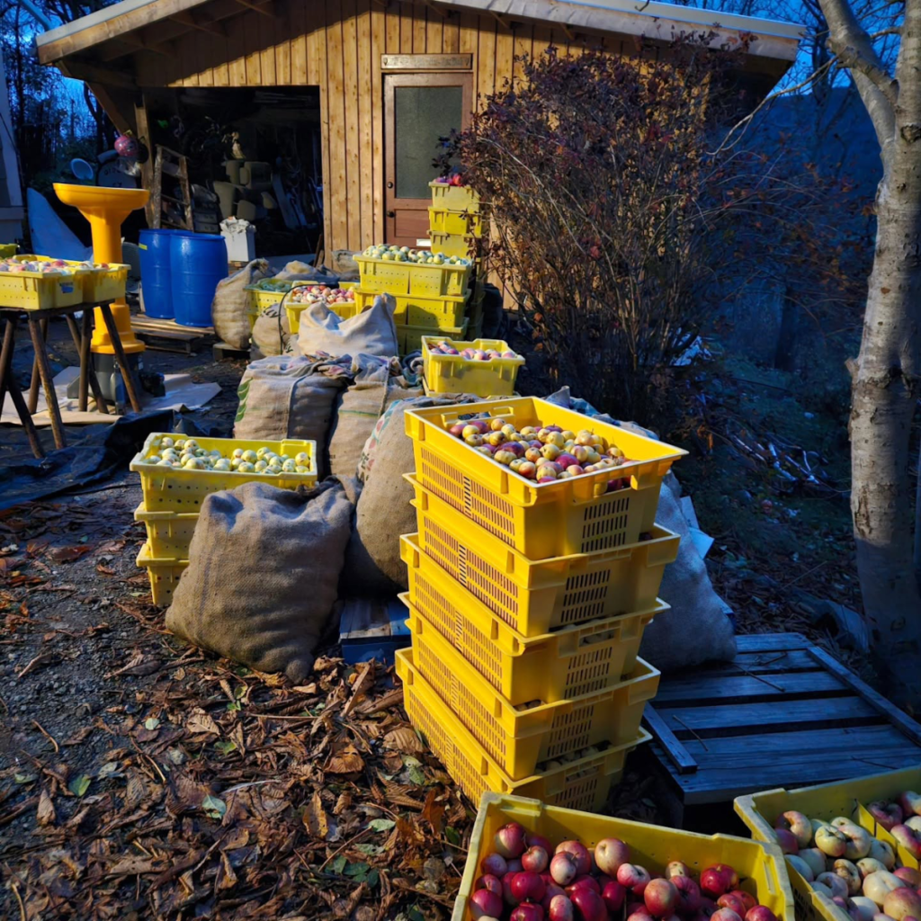 Product image for Margaree Cider - Feral